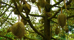 Sầu riêng TPHCM chinh phục thị trường xuất khẩu bằng chất lượng