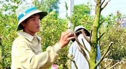 Bất ngờ về “nền móng” của thủ phủ mai vàng nổi tiếng ở TPHCM 