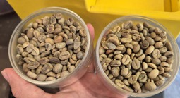 Giá cà phê hôm nay 18-6: Robusta tăng liền 6 phiên, nông dân tranh thủ bán ra