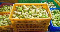 Đánh thức giá trị trái nhàu Việt