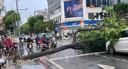 TPHCM: Cây xanh bật gốc giữa cơn mưa lớn, đè trúng 2 ô tô
