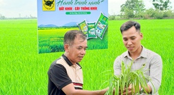 Lo từ gốc để cây lúa khỏe hơn