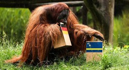 Voi so tài đười ươi "tiên tri" trận Đức – Ecuador