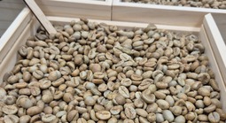 Giá cà phê hôm nay 4-6: Giảm rất mạnh; người Mỹ uống cà phê nhiều đến bất ngờ