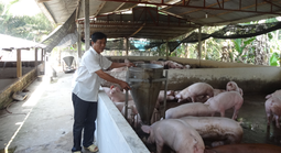 Người nuôi heo lãi lớn