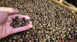 Giá cà phê hôm nay 6-6: Brazil được mùa cà phê kỷ lục nhưng Robusta ít đi