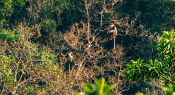 Hồi sinh "lãnh địa" linh trưởng