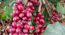 Giá cà phê hôm nay, 9-6: Robusta hồi phục, Arabica chưa tìm thấy đáy