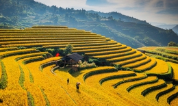 Bóng hình Tổ quốc giữa mùa vàng Mù Cang Chải