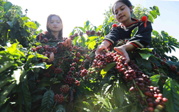 Đằng sau hạt cà phê tỷ đô: Đánh thức "quyền lực mềm" để sinh kế bền vững
