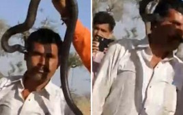 Clip: Du khách Ấn Độ bị rắn hổ mang cắn chết