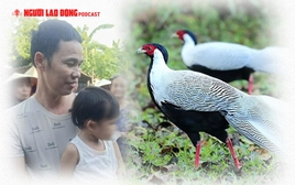 Chưa tìm ra danh tính người mua gà lôi trắng