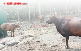 Phản hồi về hình ảnh "đàn bò tót lai ốm trơ xương” bất ngờ gây xôn xao mạng xã hội 