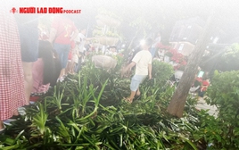 Sau 2 buổi tổng hợp luyện diễu binh: Hàng ngàn m2 hoa, cây cảnh bị giẫm đạp, mất trộm