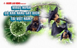 Virus Nipah có khả năng gây dịch tại Việt Nam?