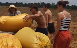 CLIP: Du khách nước ngoài thích thú xuống ruộng thu hoạch lúa với nông dân miền Tây