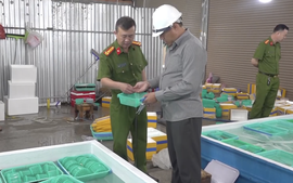 CLIP: Cận cảnh xử lý "kho" tôm hùm giống nhập lậu ở Khánh Hòa