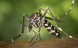 Bộ Y tế bác thông tin Việt Nam xuất hiện ca bệnh Chikungunya