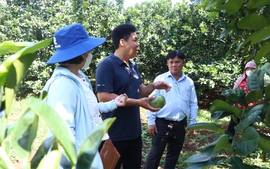 Cây bưởi da xanh của người nông dân Sông Xoài 