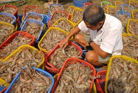 Thủy sản chính ngạch chưa bù được tiểu ngạch Thủy sản chính ngạch chưa bù được tiểu ngạch