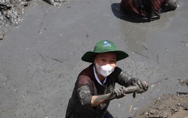CLIP: Đã mắt khi xem người dân quậy bùn bắt cá lóc đồng ở U Minh