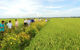 Trồng hoa chống sâu rầy