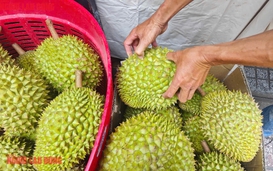Giá sầu riêng tăng mạnh