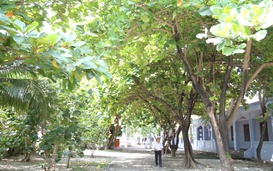Xanh ngát Trường Sa