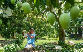 Vietnamese mangoes dominate Chinese market