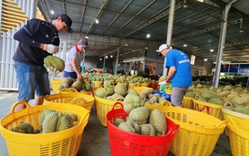Tiềm ẩn rủi ro khi sản xuất theo phong trào