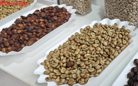 Giá cà phê hôm nay 9-5: Giá Robusta quốc tế tăng, trong nước tiếp tục giảm