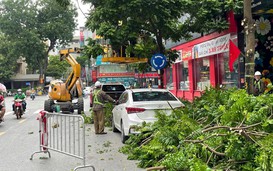 Đừng cắt tỉa cây xanh quá đà