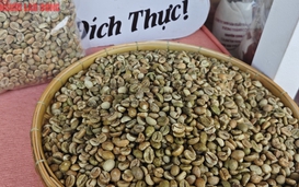Giá cà phê hôm nay 12-7: Rơi tiếp, mốc 90.000 đồng/kg cũng không còn