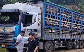 Xe tải chở 14 tấn heo bị dịch tả châu Phi đi tiêu thụ