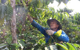 Chìa khóa phát triển bền vững ngành cà phê