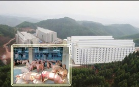 Bộ Nông nghiệp và Môi trường trình Chính phủ mô hình "xây chung cư nuôi heo"
