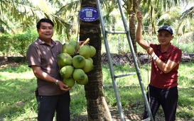 Cây dừa "lên đời"