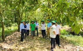 Phục hồi vườn cây ăn trái ĐBSCL sau ngập úng: Giải pháp khoa học cho bà con nhà vườn