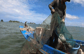 Mê mẩn xem vợ chồng ngư dân đổ đú đầy cá, ghe, tôm tít… ở biển Kiên Lương