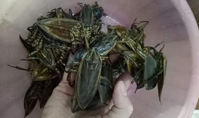 Loại côn trùng giống gián bán 3,5 triệu/kg, nhà giàu mua về hưởng thơm