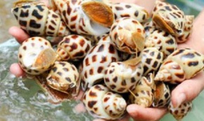Ốc hương Hà Tĩnh giá giảm sâu vẫn không có người mua