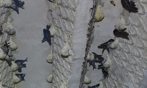 Nghề nuôi yến dần mất giá