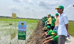 Chương trình Canh tác lúa thông minh được đưa vào đề án gắn với tăng trưởng xanh tại ĐBSCL