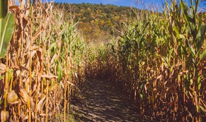 Sớm dùng công cụ phòng vệ thương mại để bảo vệ ngành mía đường