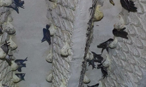 Nghề nuôi yến dần mất giá