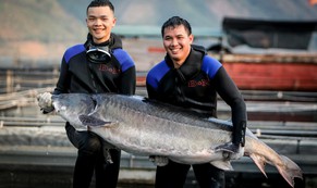 Cá tầm khổng lồ Beluga lần đầu xuất hiện tại Việt Nam