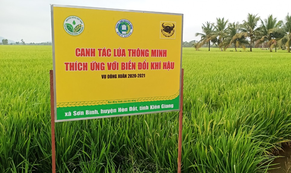 Ở Đồng bằng sông Cửu Long, chỉ làm lúa có giàu được không?