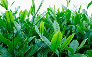Những lưu ý khi uống trà xanh