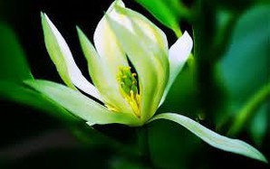 Lợi ích từ hoa ngọc lan