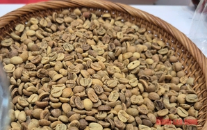 Giá cà phê hôm nay 18-10: Robusta hạ nhiệt